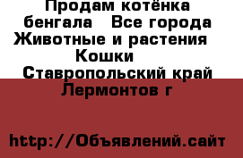 Продам котёнка бенгала - Все города Животные и растения » Кошки   . Ставропольский край,Лермонтов г.